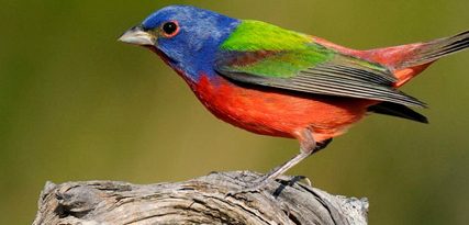 Voorfront 40 cm hoog