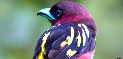 Voorfront 50 cm hoog