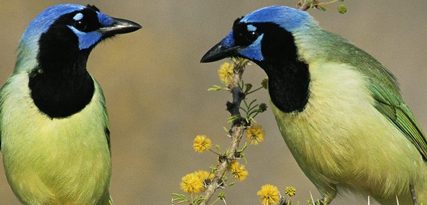 Parkietenkooi-kanariekooi