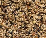 Teurlings Wildzang 242