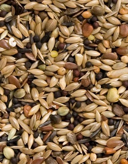 Teurlings Wildzang 242