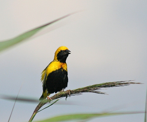 Napoleonwever of gele bisschop (Euplectus afer)
