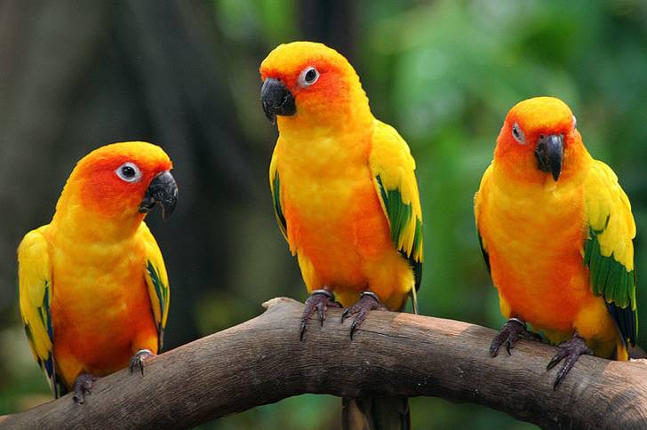 Zonparkiet (Aratinga solstitialis)