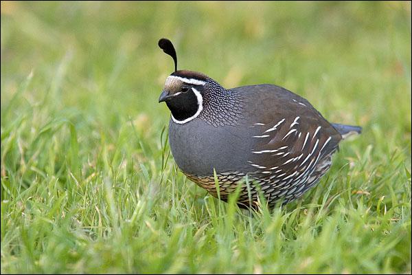 Californische kuifkwartel