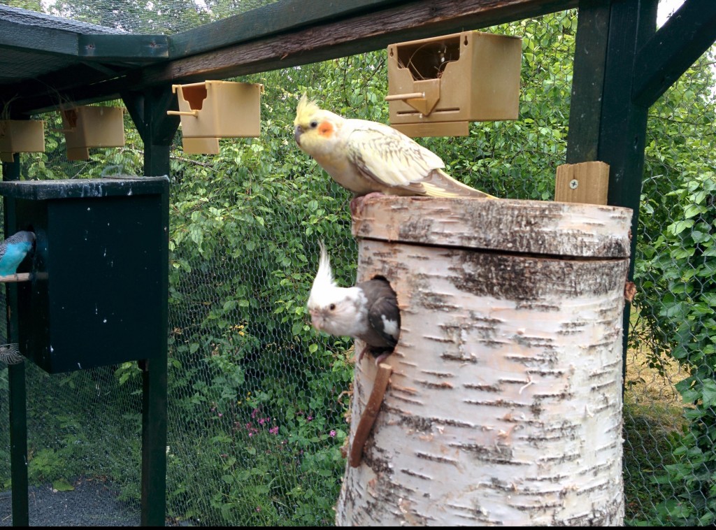 Berkenblok valkparkiet