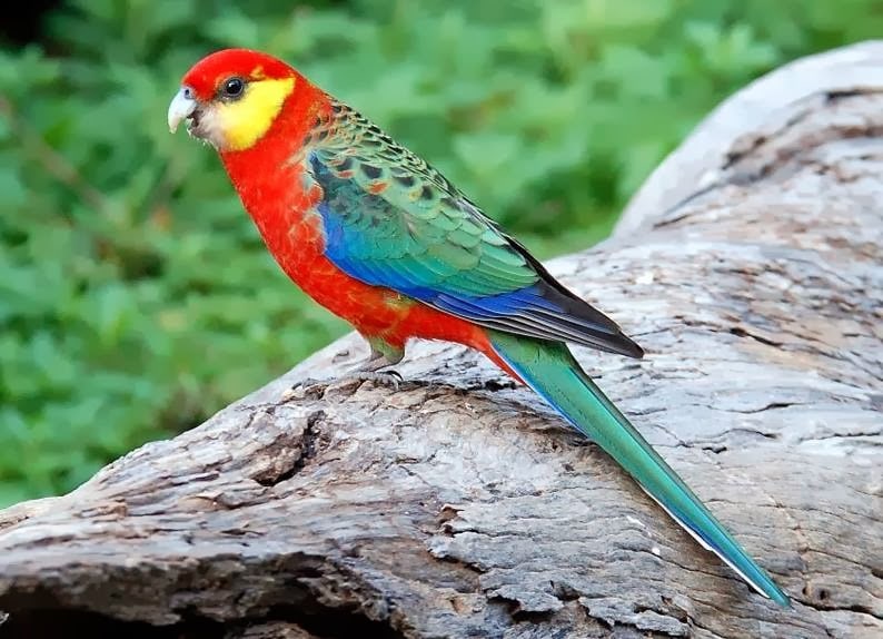 Stanleyrosella (Platycercus icterotis)