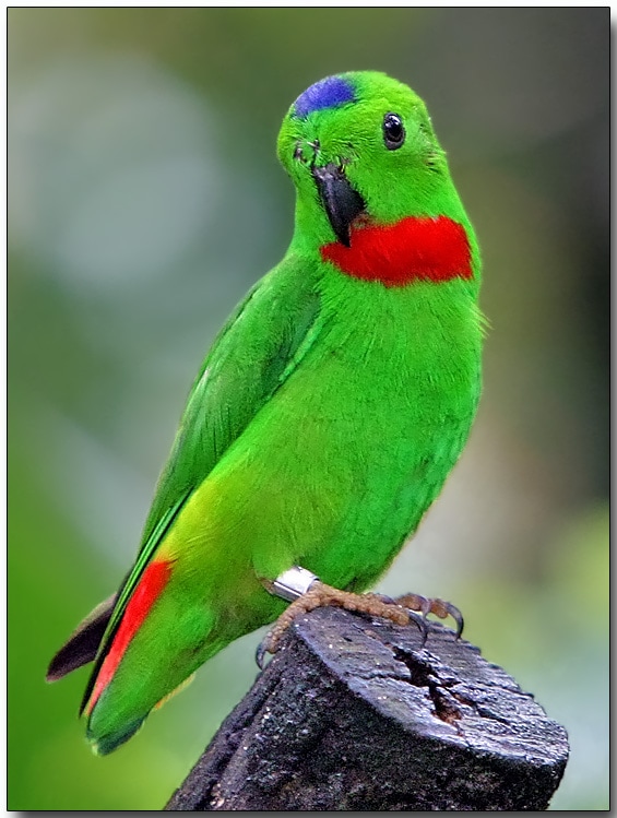 Blauwkroontje (Loricules galgulus)