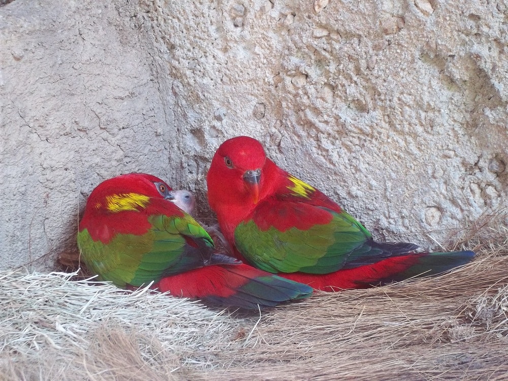 Molukkenlori (Lorius garrulus)