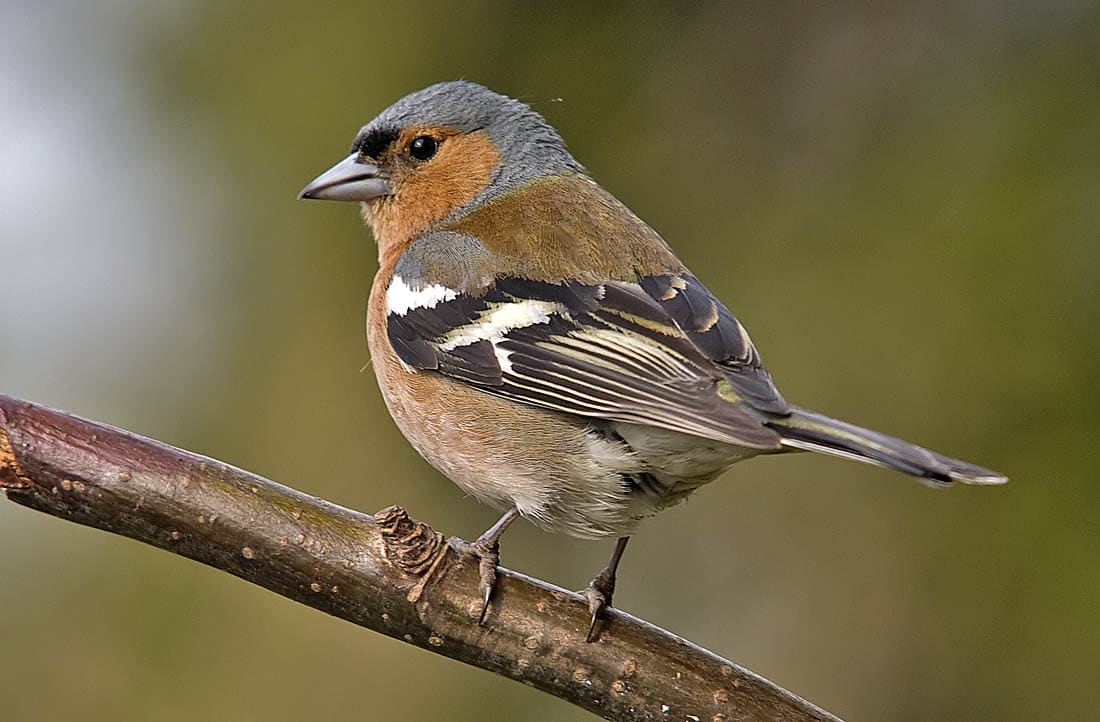Vink