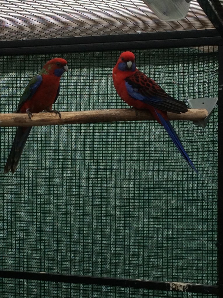 Rosella's
