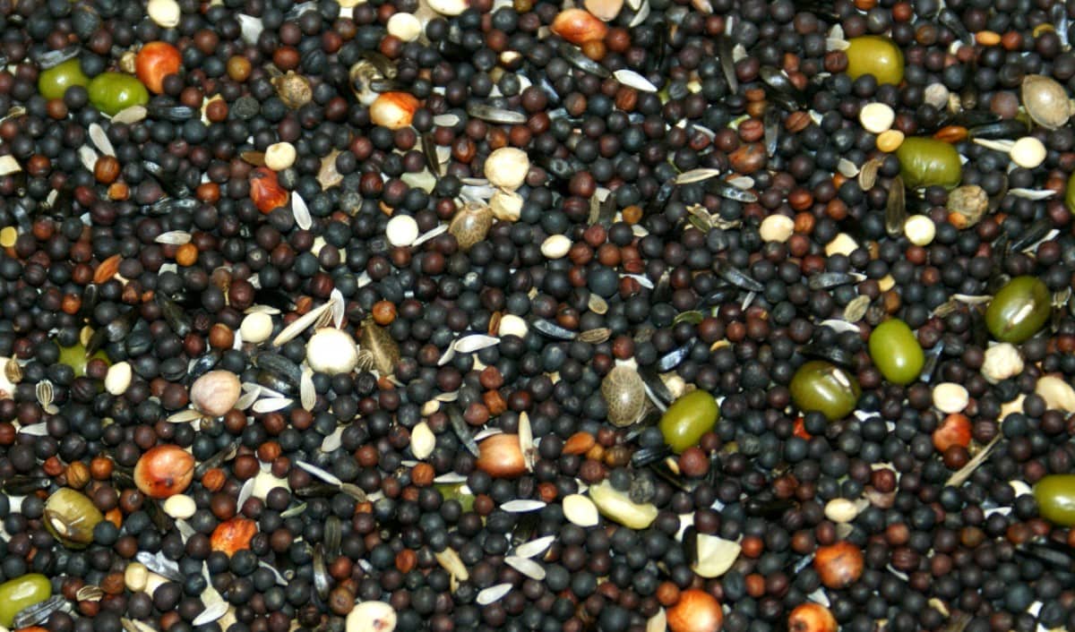 Kiemzaad kanarie Kiemzaad kanarie