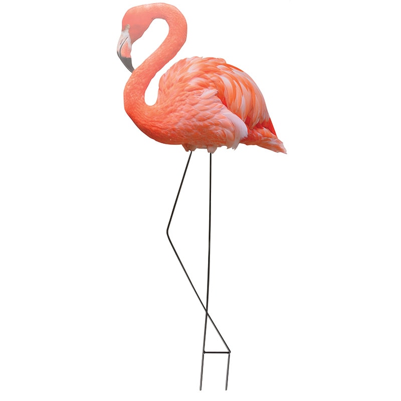 Flamingo Flamingo