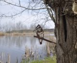 ijsvogel-metalbird-vogelsilhouet-1024x680