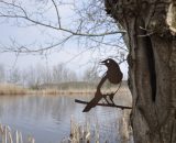 vogelsilhouet ekster