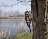 Vogelsilhouet specht