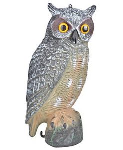 Vogelverschrikker Uil