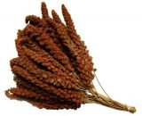 Chinese trosgierst rood