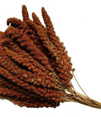 Chinese trosgierst rood