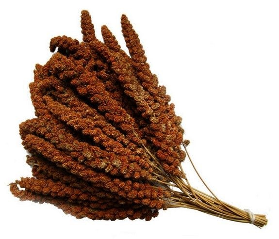 Chinese trosgierst rood Chinese trosgierst rood