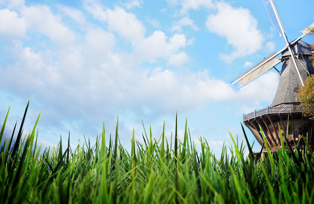 Birdsupply molen in het gras
