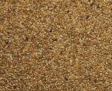 Witte Molen Zebravinken (KM) Wim Van Vugt