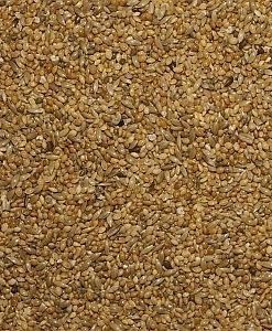 Witte Molen Zebravinken (KM) Wim Van Vugt