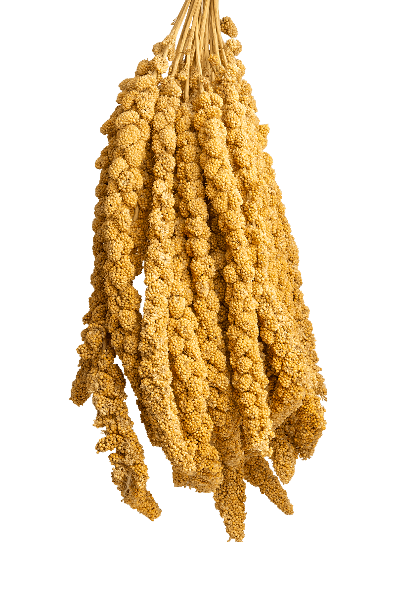 Franse trosgierst geel Franse trosgierst geel