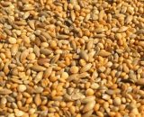 Slaats JP Zebravinken mengeling