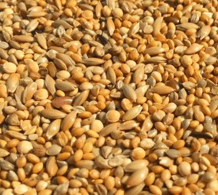 Slaats JP Zebravinken mengeling