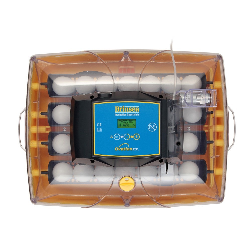 tempbrinsea_ovation28ex_top_0811_basesquare_1280x1280