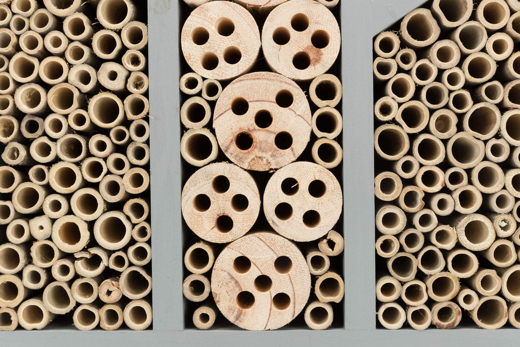 249188_PHO_PRO_DET_59509-1