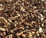 Slaats Goudvinkenvoer is een natuurlijk en gezond voedingsproduct.