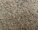 Afrikaanse Prachtvinkenzaad Thei Brentjes Slaats