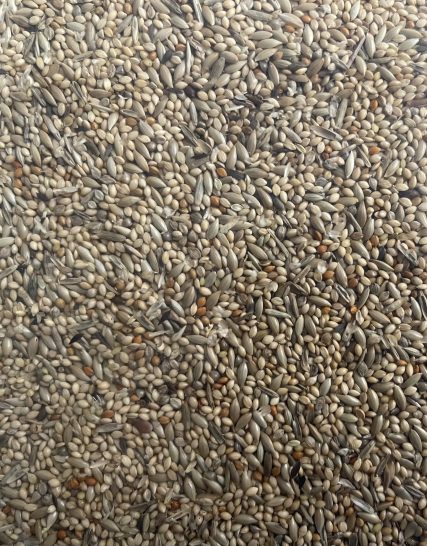 Afrikaanse Prachtvinkenzaad Thei Brentjes Slaats