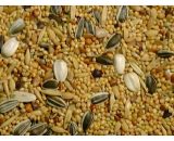 Slaats Valkparkietenzaad