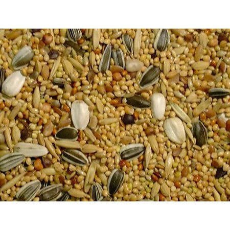 valkparkietenzaad Slaats Slaats Valkparkietenzaad